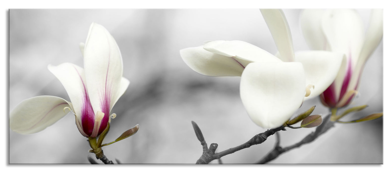 Pixxprint Magnolienblüten, Glasbild Panorama