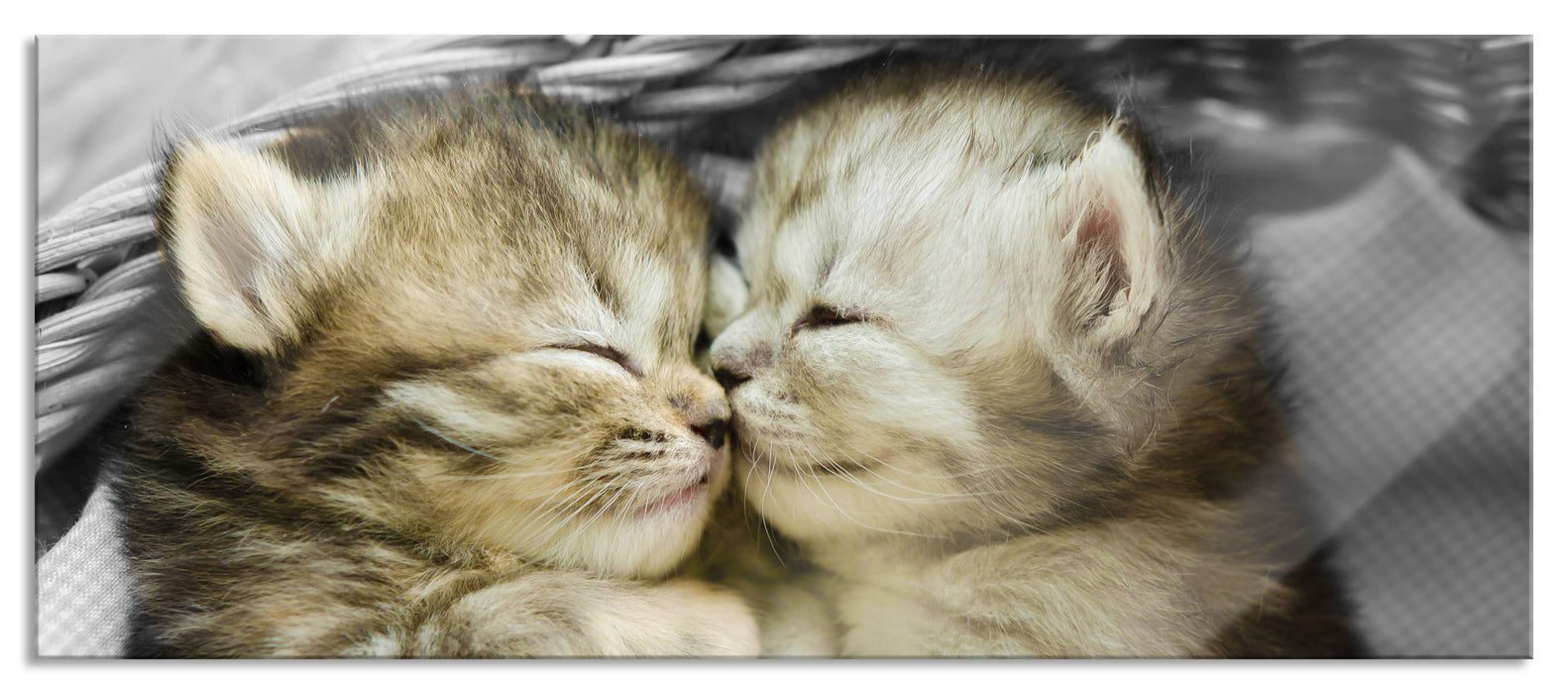Zwei süße Babykatzen im Korb, Glasbild Panorama