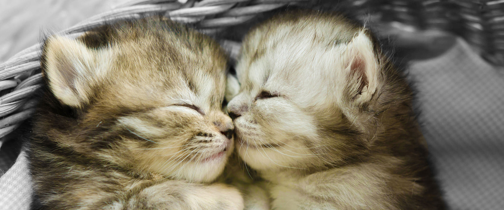 Zwei süße Babykatzen im Korb, Glasbild Panorama