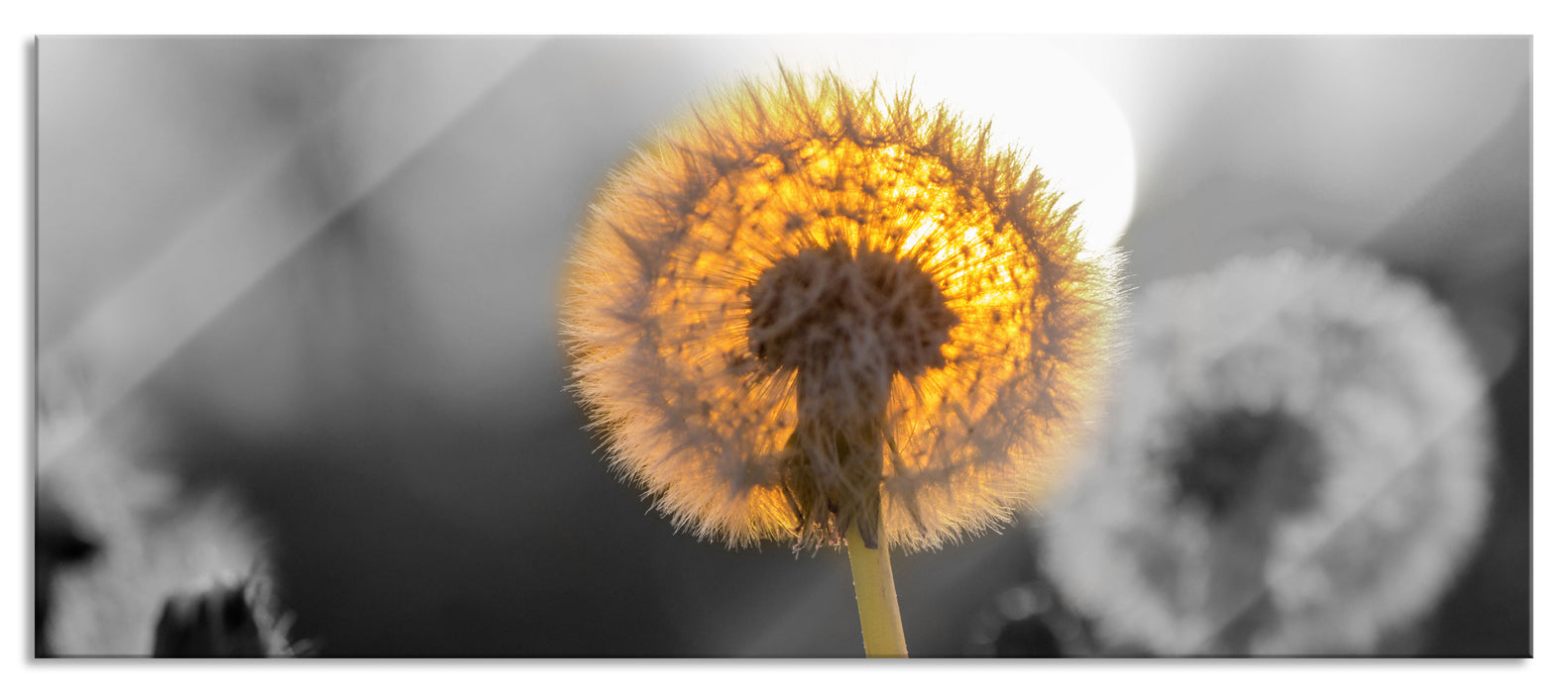 Pusteblumen beim Sonnenuntergang, Glasbild Panorama