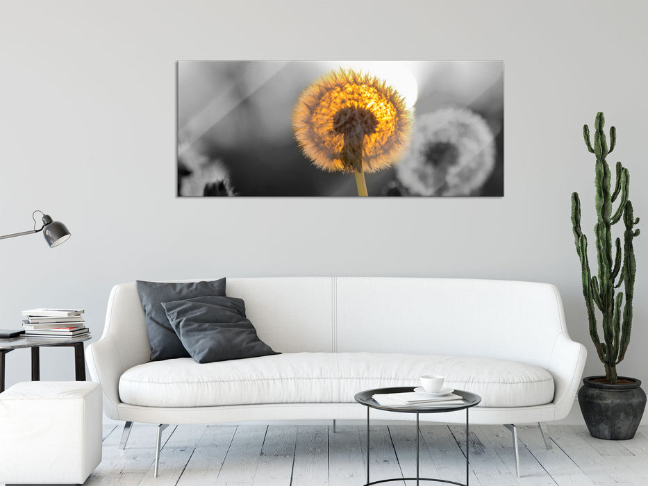 Pusteblumen beim Sonnenuntergang, Glasbild Panorama