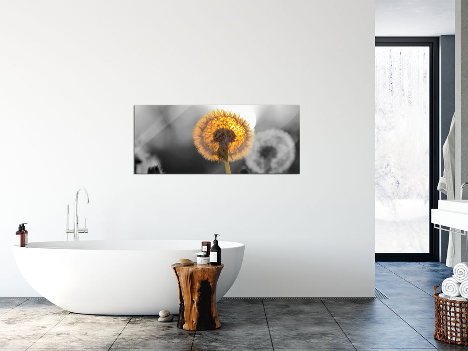 Pusteblumen beim Sonnenuntergang, Glasbild Panorama