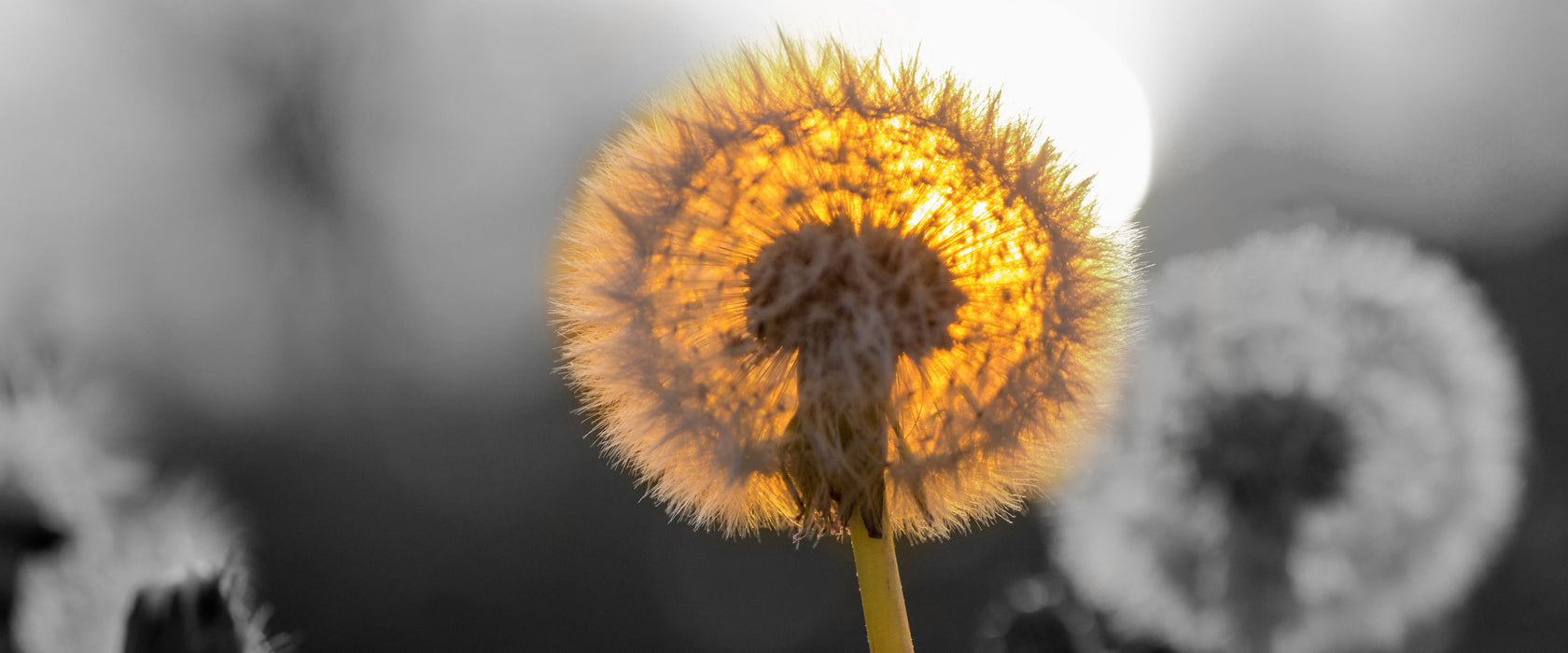 Pusteblumen beim Sonnenuntergang, Glasbild Panorama