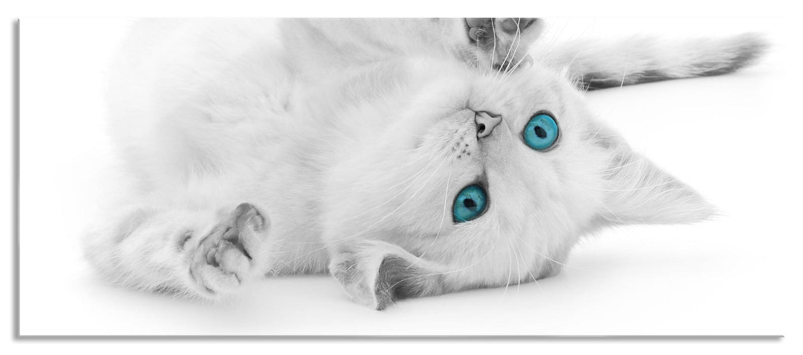 Pixxprint Katze mit Augen, Glasbild Panorama