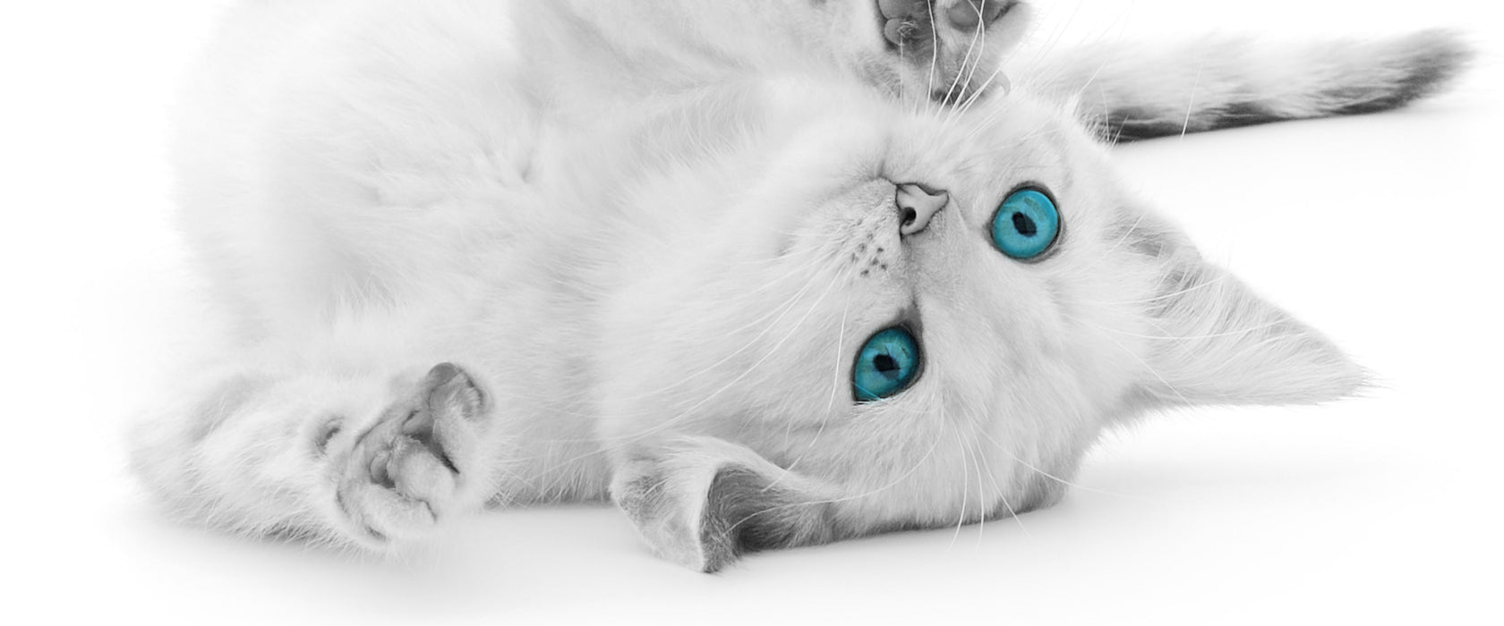 Katze mit Augen, Glasbild Panorama