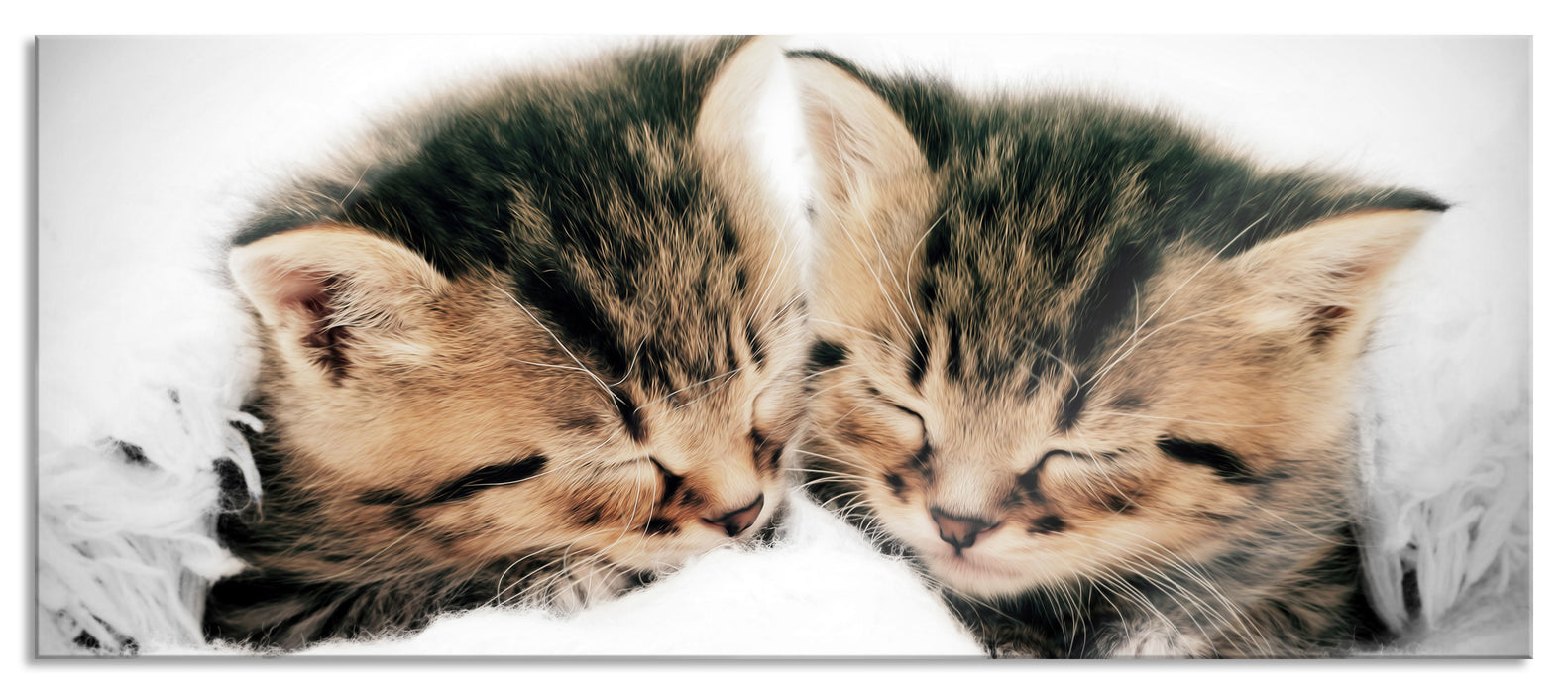 Kleine Süße Kätzchen kuscheln, Glasbild Panorama