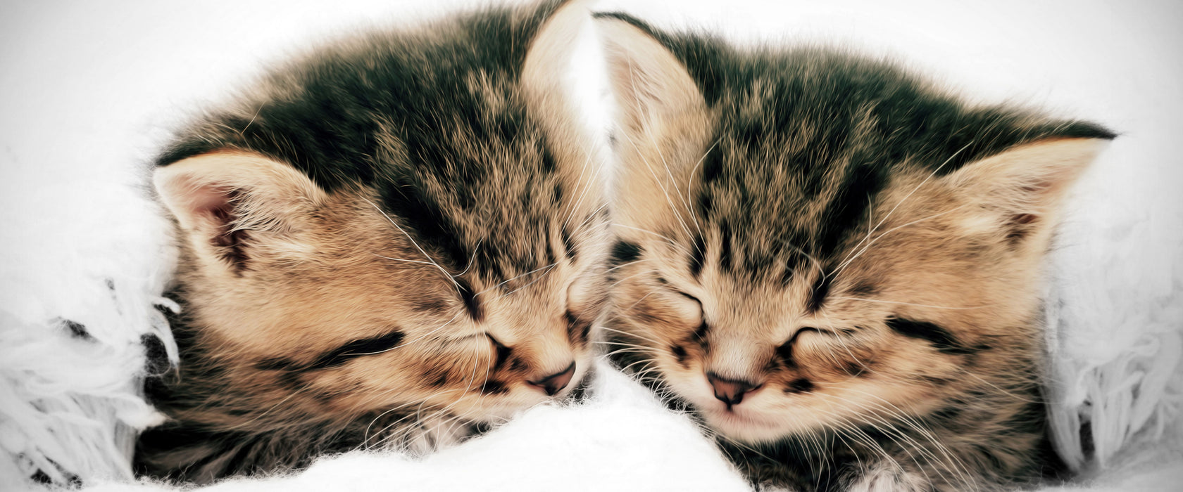 Kleine Süße Kätzchen kuscheln, Glasbild Panorama