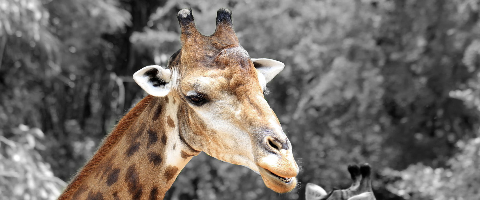 zwei schöne Giraffen, Glasbild Panorama