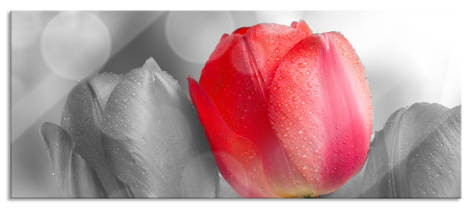 Pixxprint Wunderschöne Tulpen, Glasbild Panorama