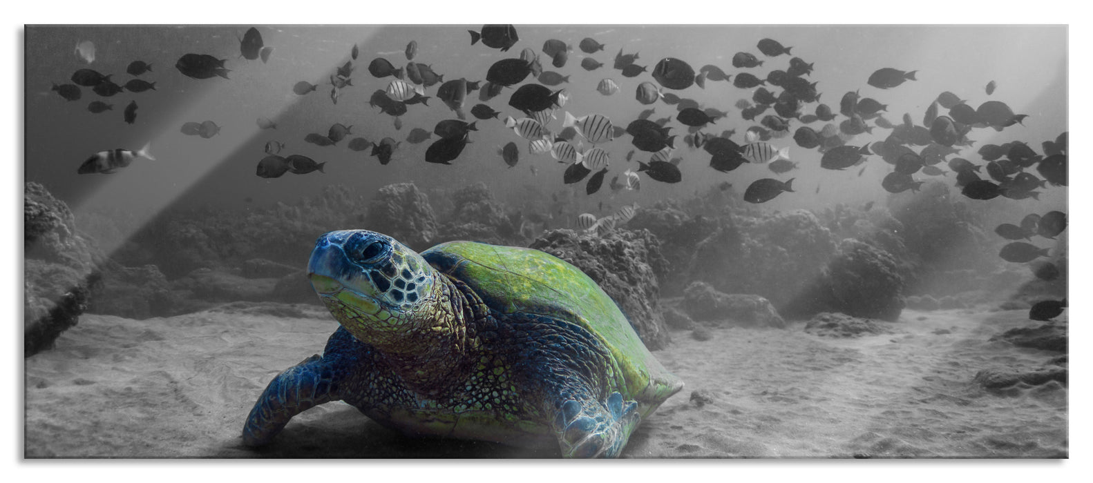 Pixxprint Schildkröte im Ozean, Glasbild Panorama