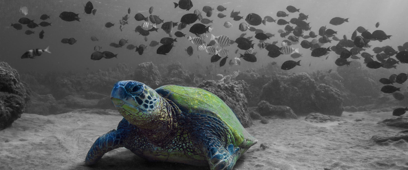 Schildkröte im Ozean, Glasbild Panorama