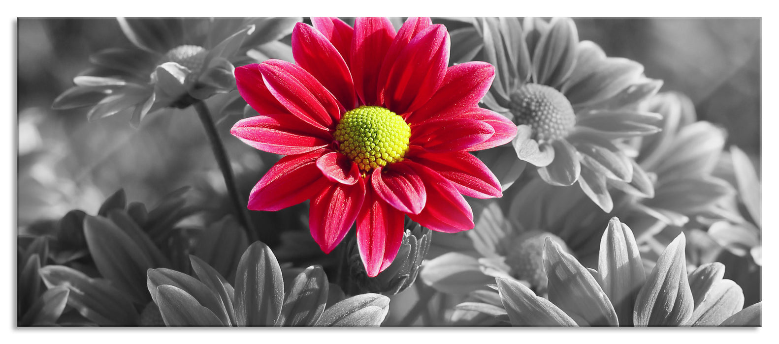 wunderschöner Chrysanthemen Strauß, Glasbild Panorama