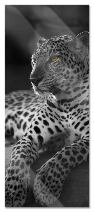 Pixxprint Leopard auf Felsen liegend, Glasbild Panorama