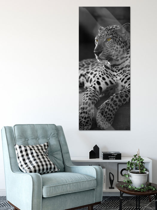 Leopard auf Felsen liegend, Glasbild Panorama