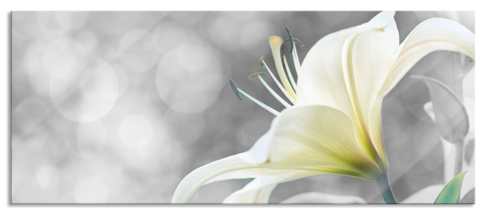 Pixxprint Bezaubernde Lilie, Glasbild Panorama