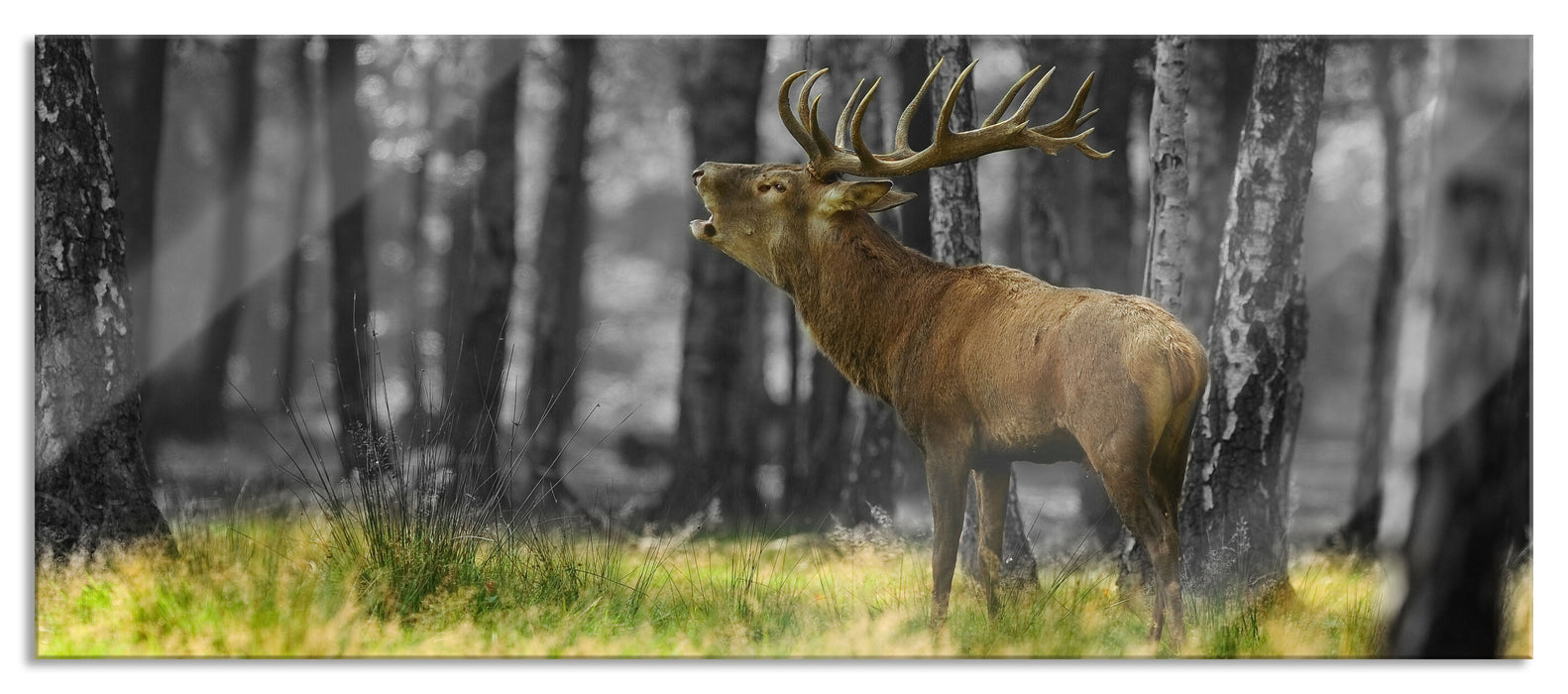 röhrender Hirsch im Wald, Glasbild Panorama