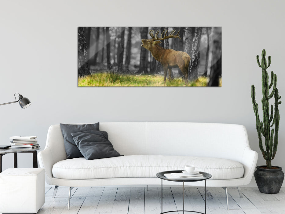 röhrender Hirsch im Wald, Glasbild Panorama