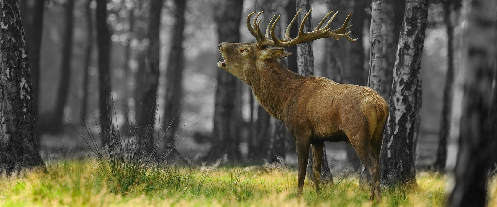 röhrender Hirsch im Wald, Glasbild Panorama