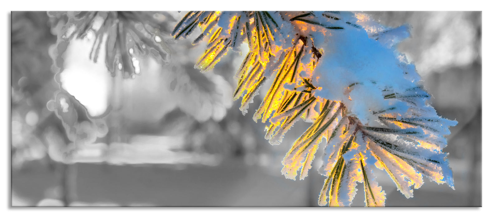 Tannenzweig im Winter, Glasbild Panorama