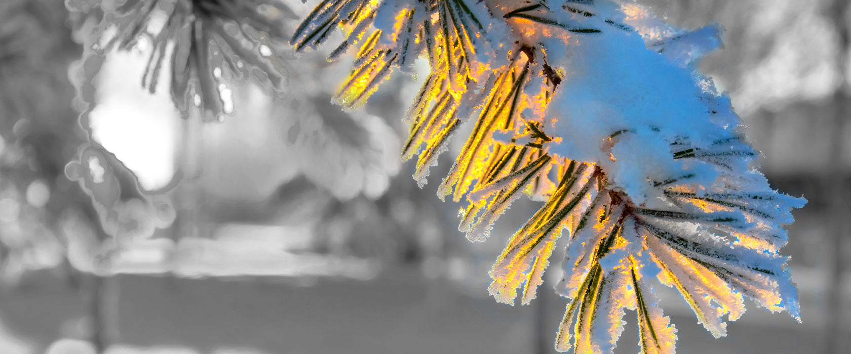 Tannenzweig im Winter, Glasbild Panorama