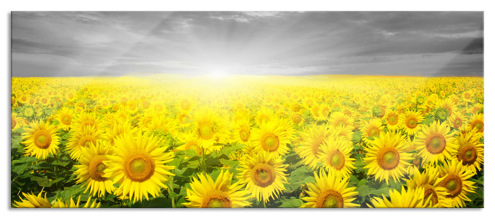 Pixxprint Sonnenblumen Sonnenuntergang, Glasbild Panorama