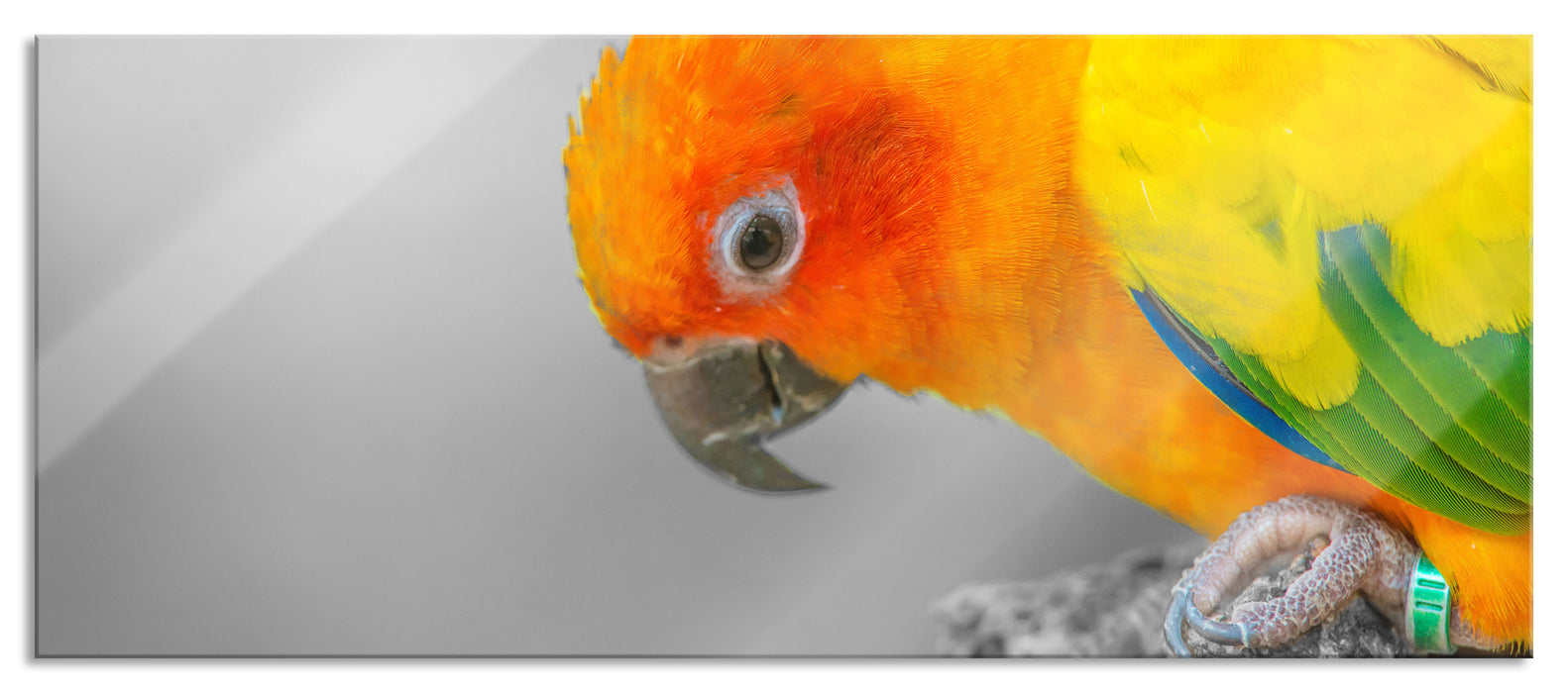 Pixxprint süßes Papageinpärchen, Glasbild Panorama