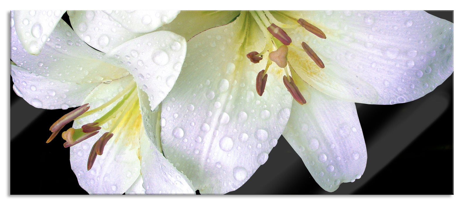 Pixxprint Dark Orchideenblüten, Glasbild Panorama