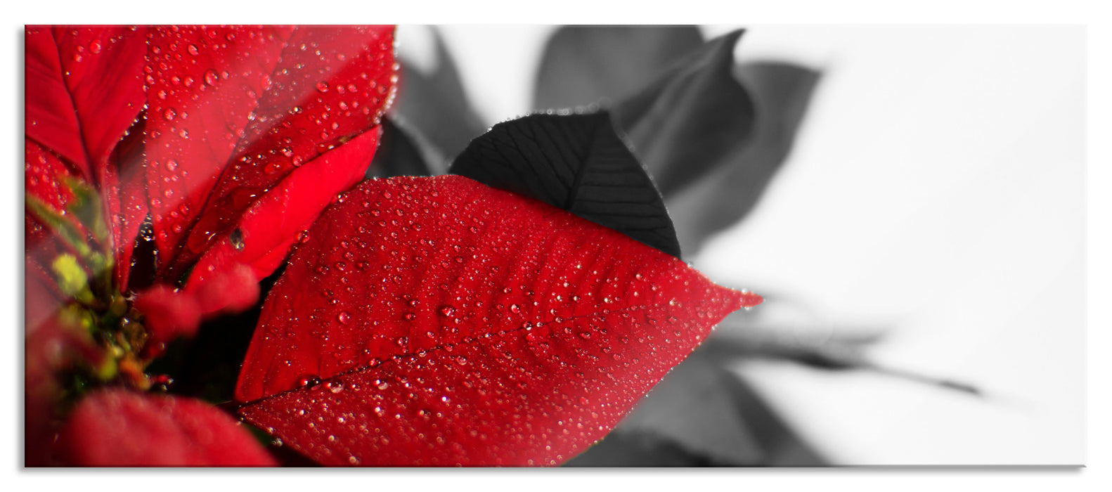 Pixxprint rote Blüte eines Weihnachtssternes, Glasbild Panorama