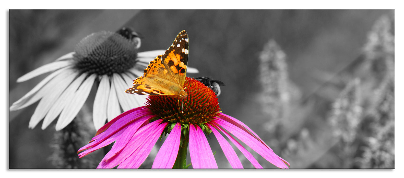 Schmetterling auf Kornblume, Glasbild Panorama