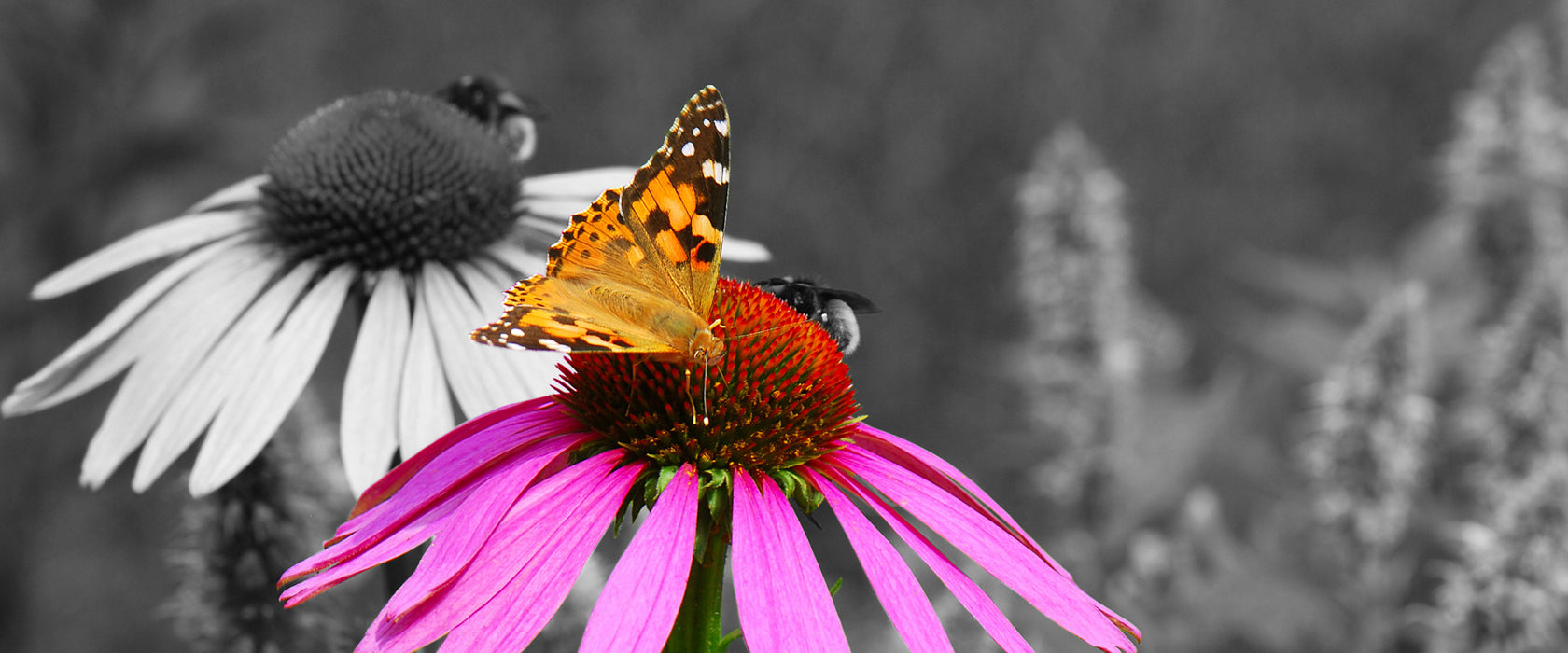 Schmetterling auf Kornblume, Glasbild Panorama