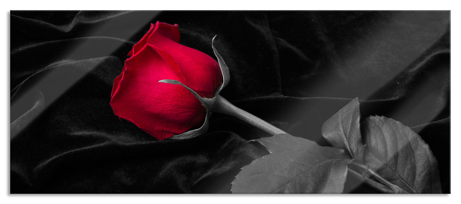 Pixxprint Rose gebettet auf Samt, Glasbild Panorama