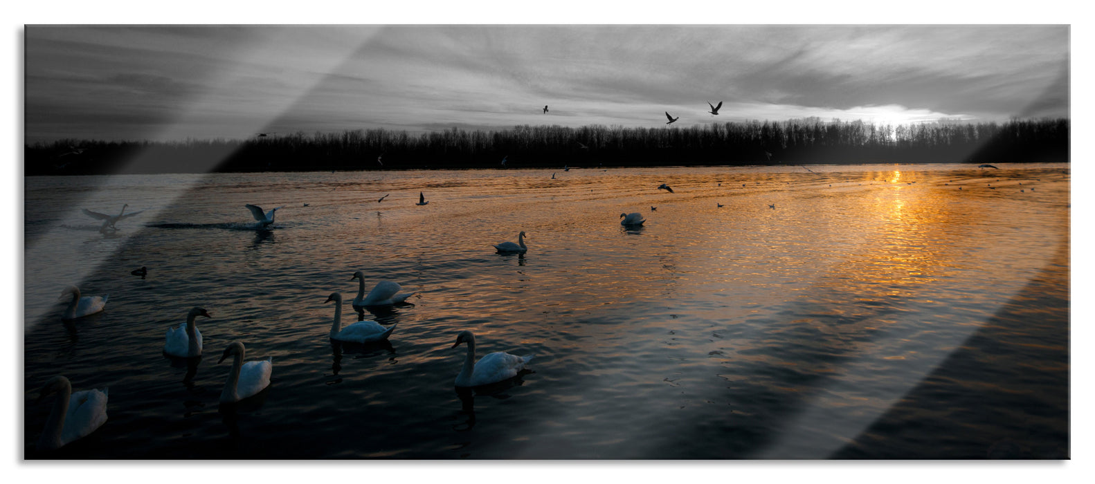 Pixxprint Weiße Schwäne im Sonnenuntergang, Glasbild Panorama