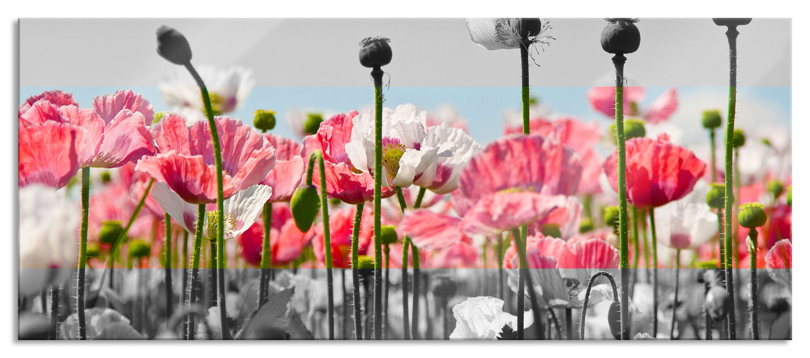 Pixxprint Blumenwiese Mohnblumen, Glasbild Panorama
