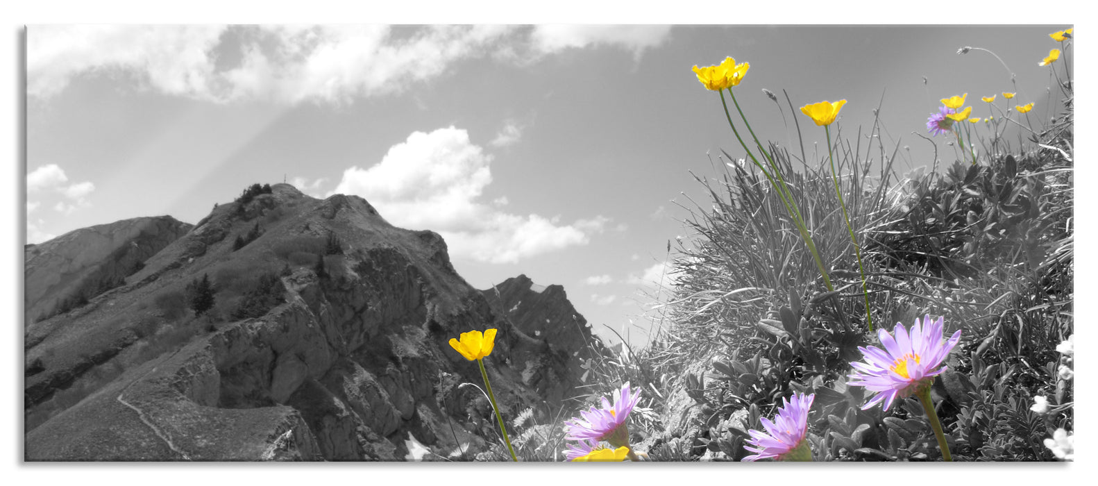 Pixxprint Blumenwiese im Frühling, Glasbild Panorama