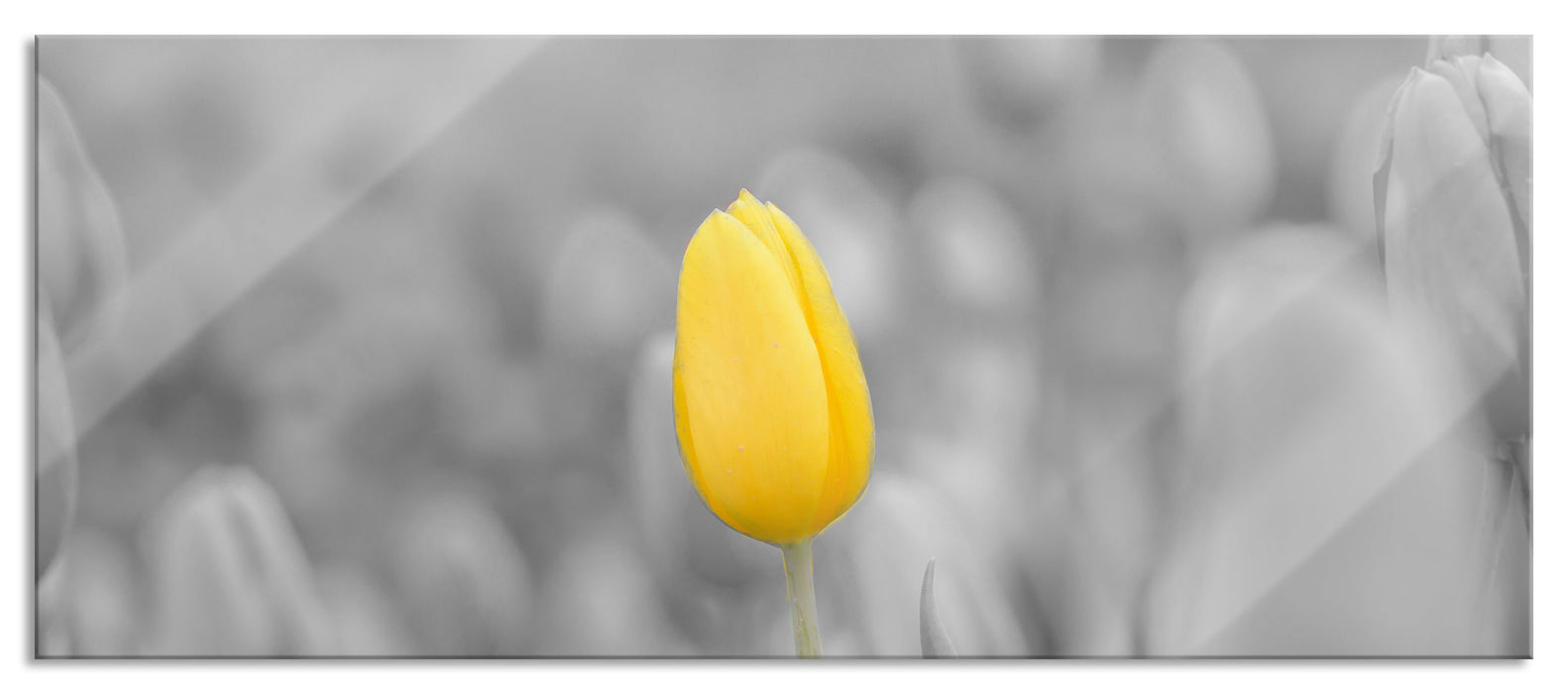 Pixxprint Gelbes Tulpenmeer, Glasbild Panorama