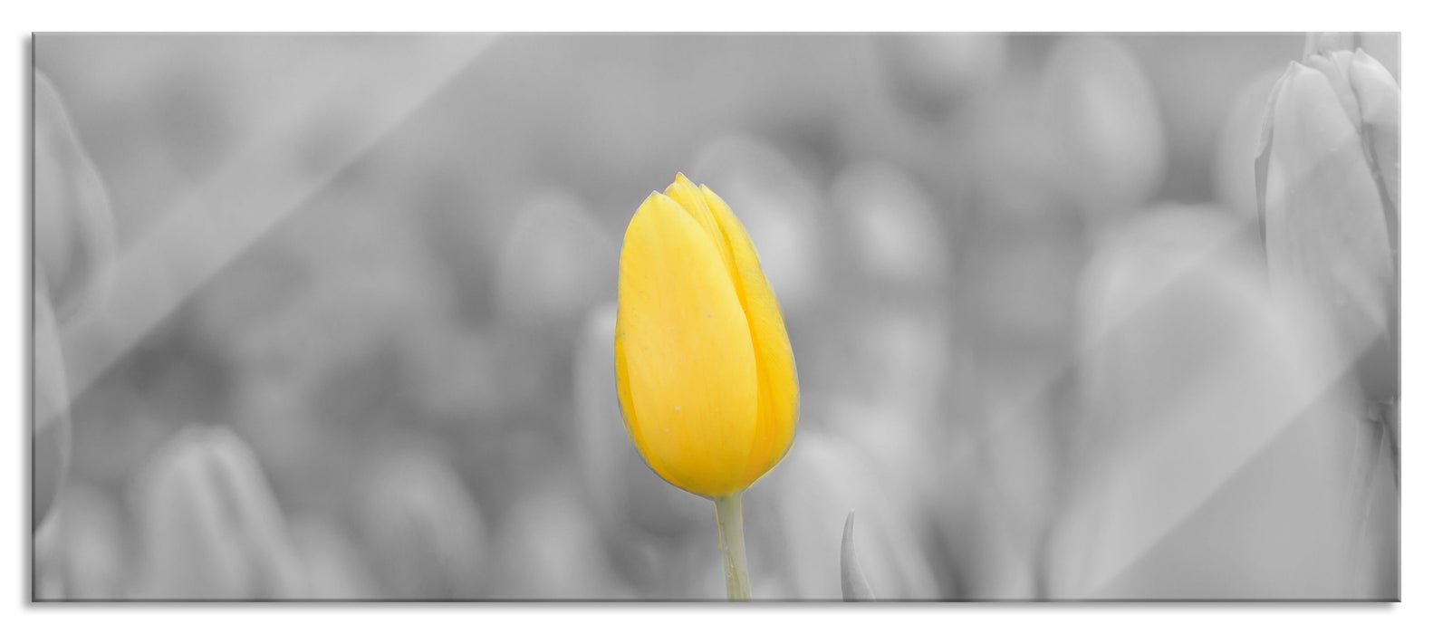 Gelbes Tulpenmeer, Glasbild Panorama