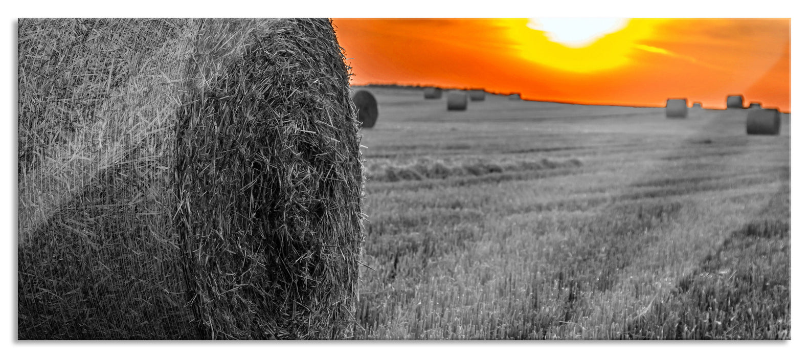 Pixxprint Strohballen auf Feld, Glasbild Panorama