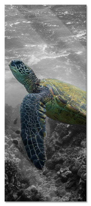 Pixxprint Schildkröte und Korallen im Ozean, Glasbild Panorama