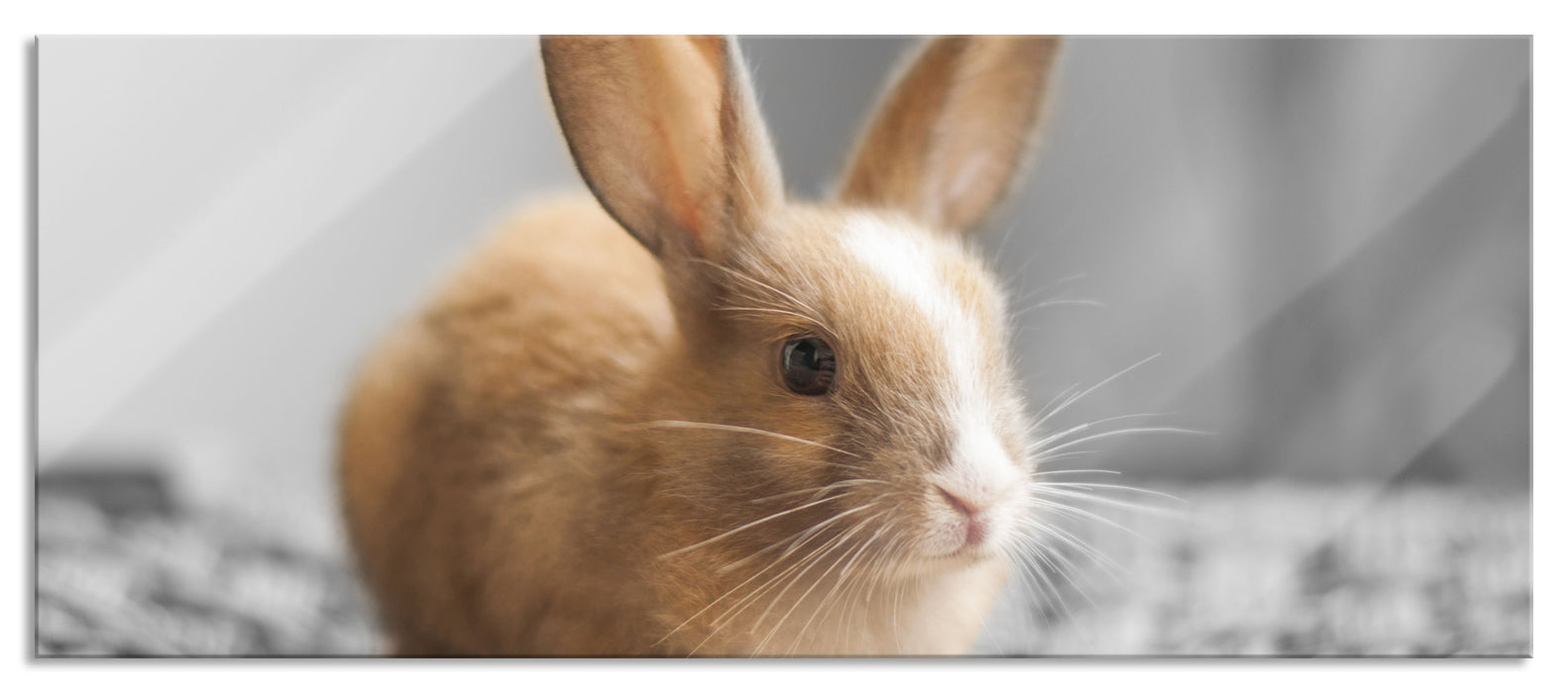 Pixxprint kuscheliges Babykaninchen, Glasbild Panorama