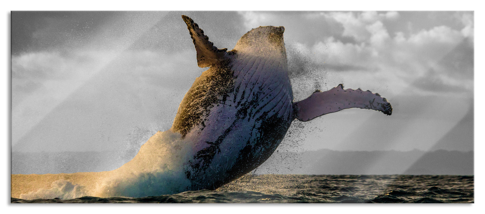 Pixxprint riesiger Buckelwal in Canada, Glasbild Panorama