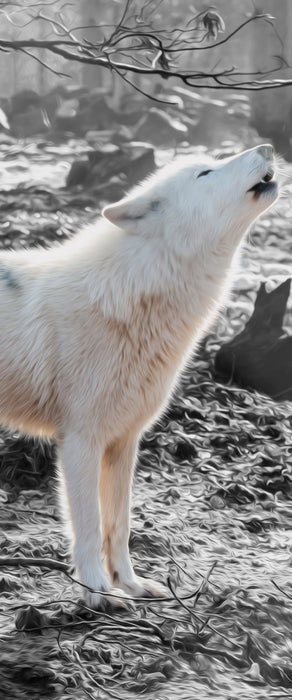 weißer jaulender Wolf im Wald, Glasbild Panorama
