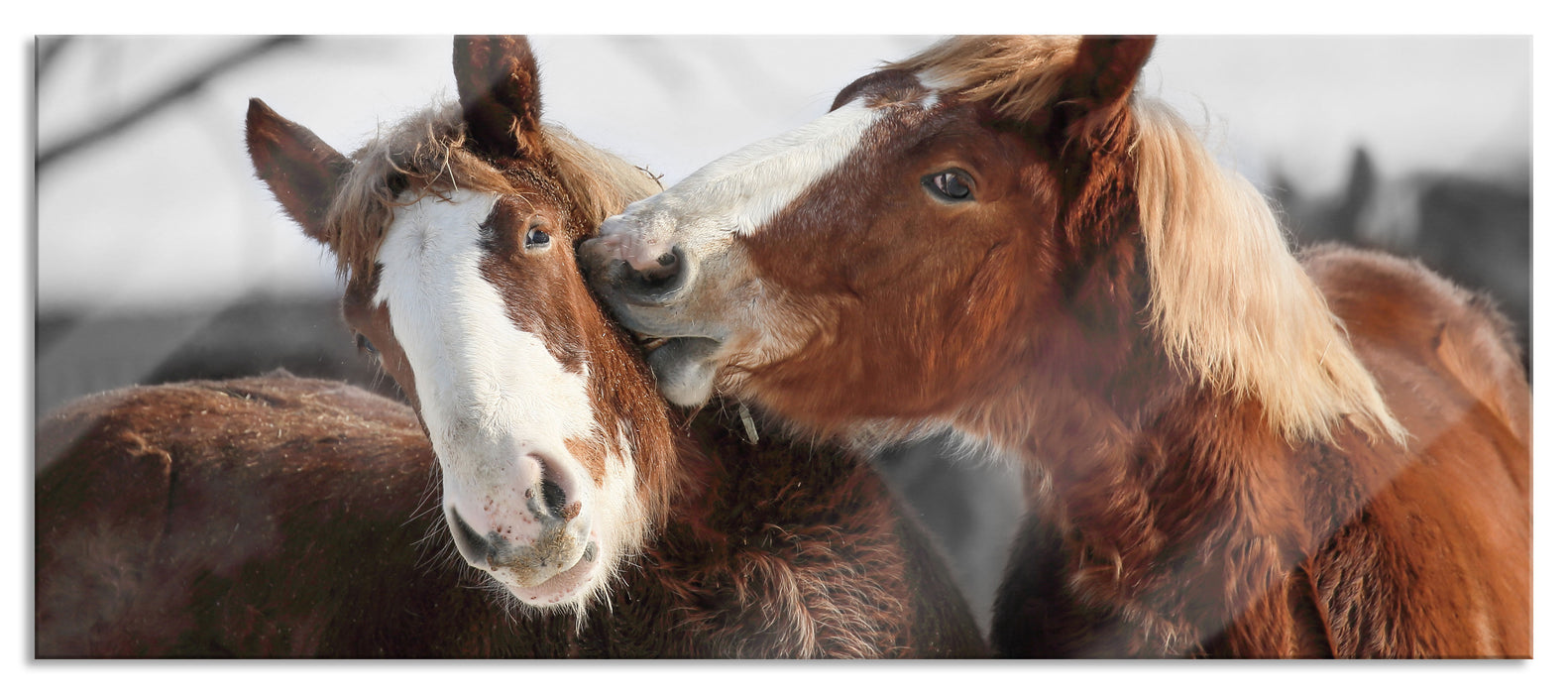 Pixxprint zwei braune Ponys, Glasbild Panorama