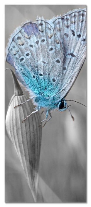 Pixxprint wunderschöner blauer Schmetterling, Glasbild Panorama