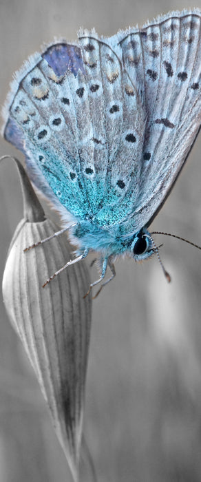 wunderschöner blauer Schmetterling, Glasbild Panorama