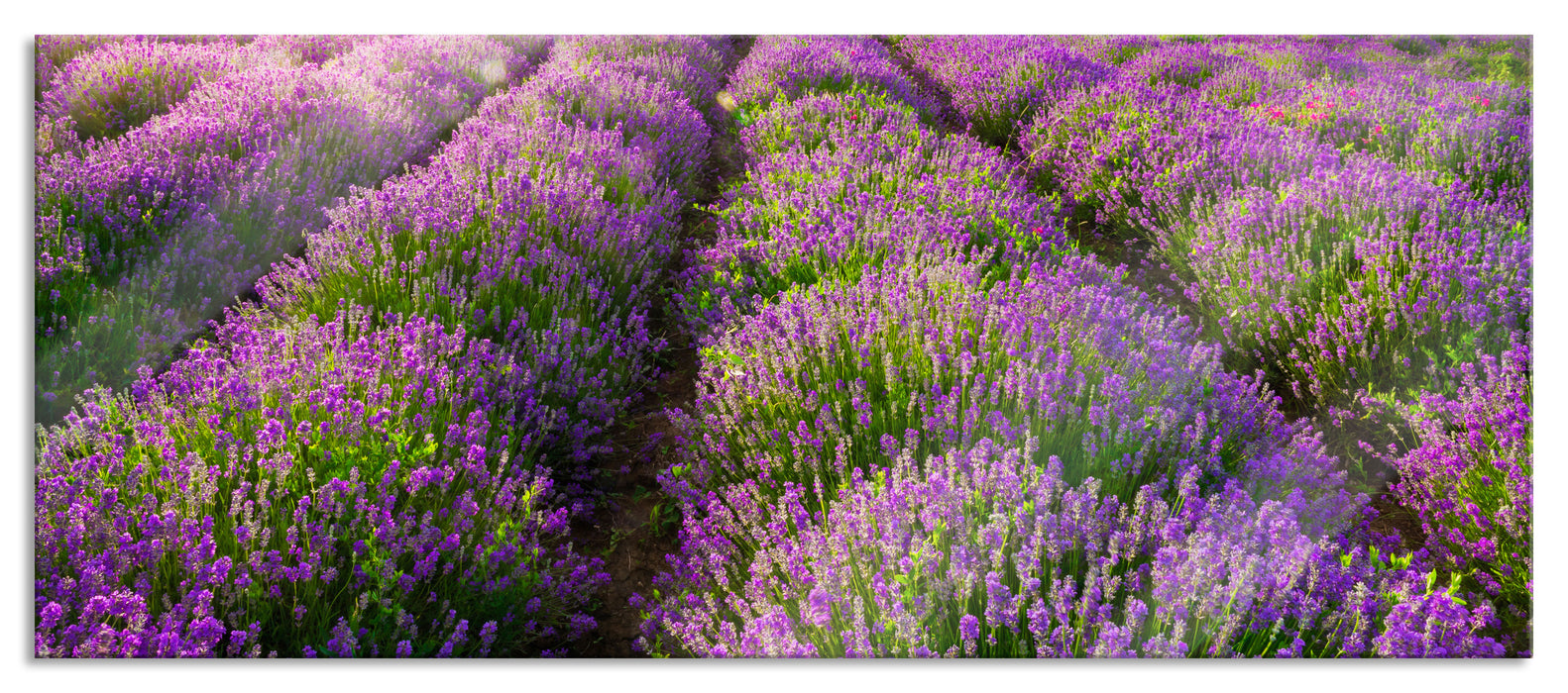 Pixxprint Lavendelfelder in der Provence, Glasbild Panorama