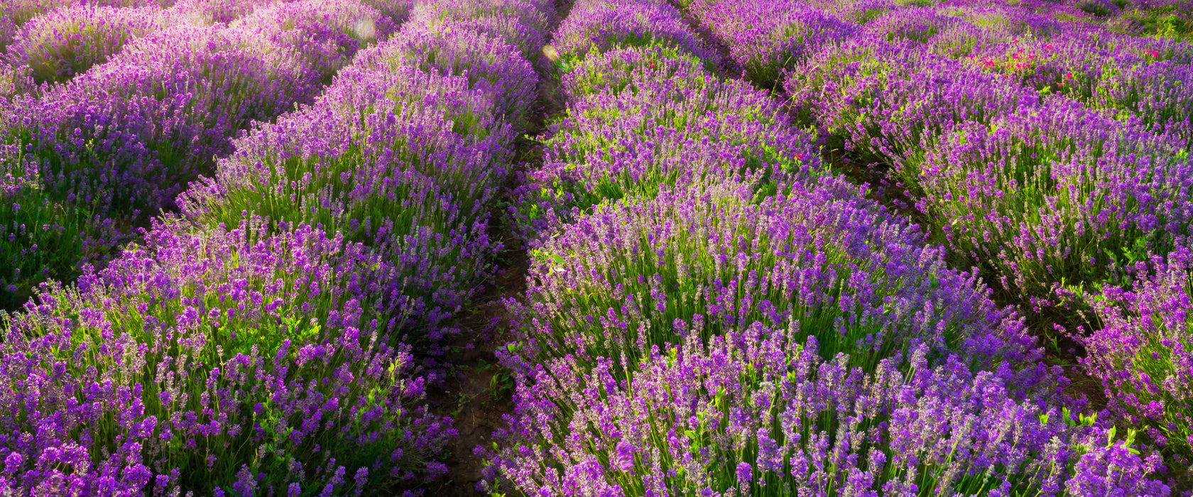 Lavendelfelder in der Provence, Glasbild Panorama