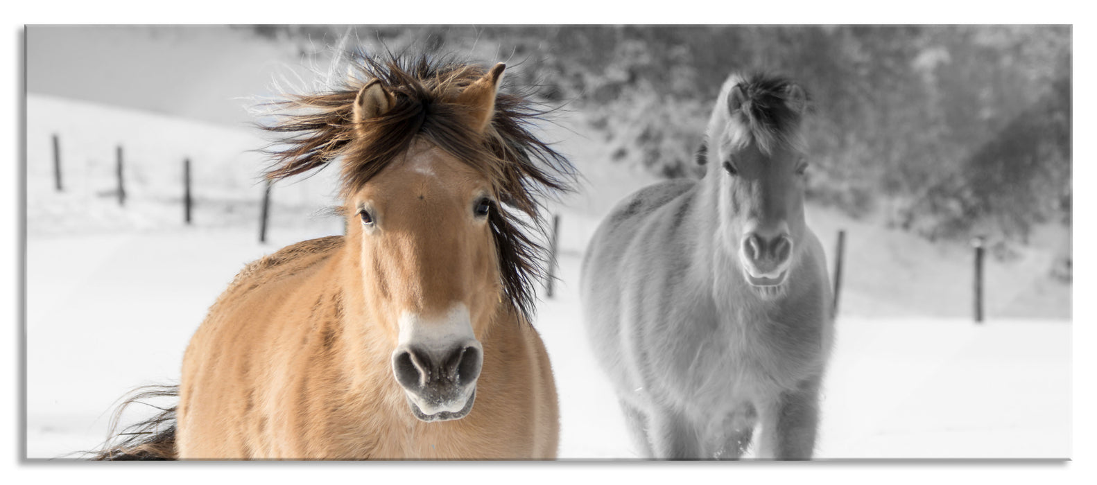 Pixxprint zwei schöne Ponys im Schnee, Glasbild Panorama