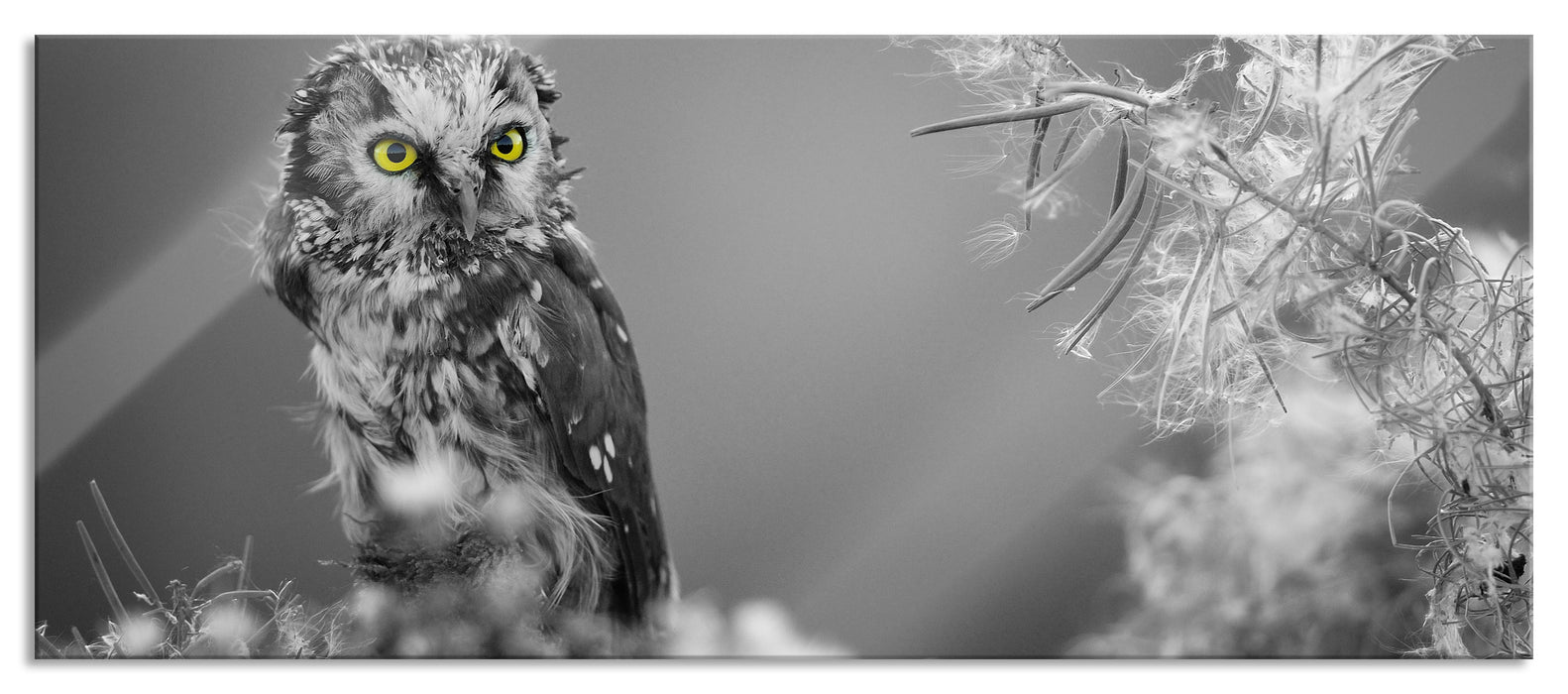 Pixxprint Kleine neugierige Eule, Glasbild Panorama