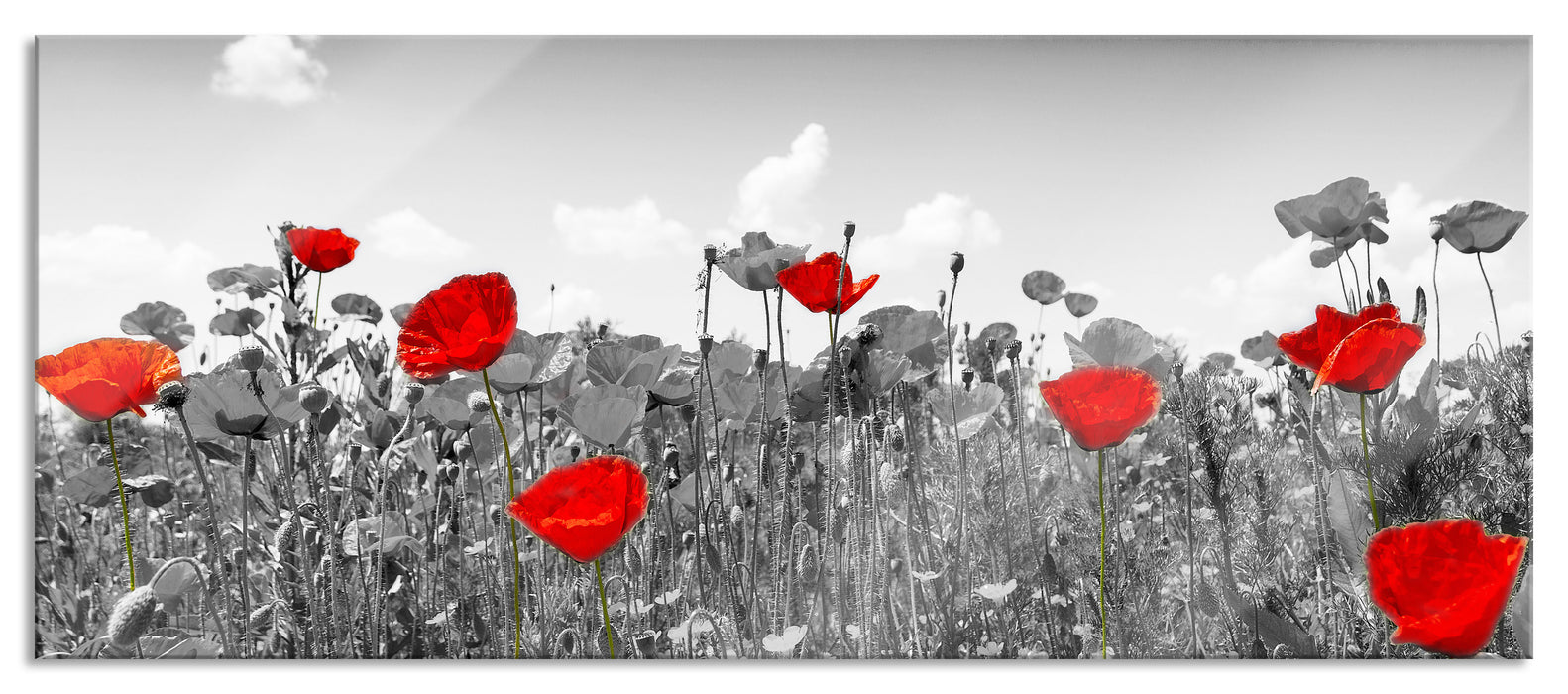 Pixxprint schöner rot leuchtender Mohn, Glasbild Panorama