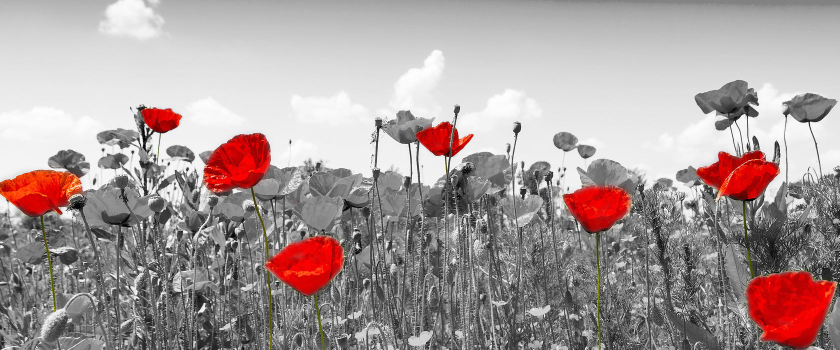 schöner rot leuchtender Mohn, Glasbild Panorama